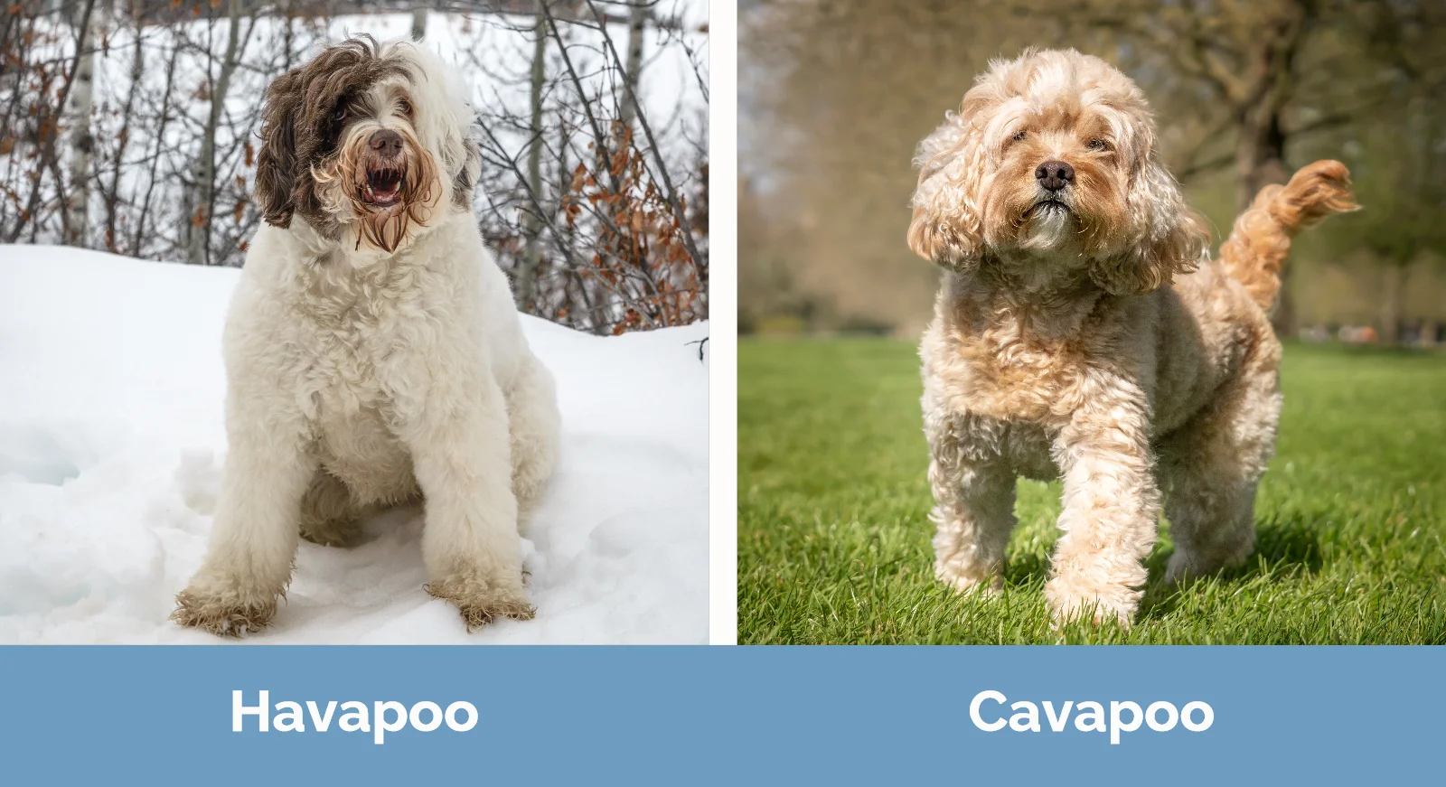 Havapoo vs Cavapoo - Visual Differences