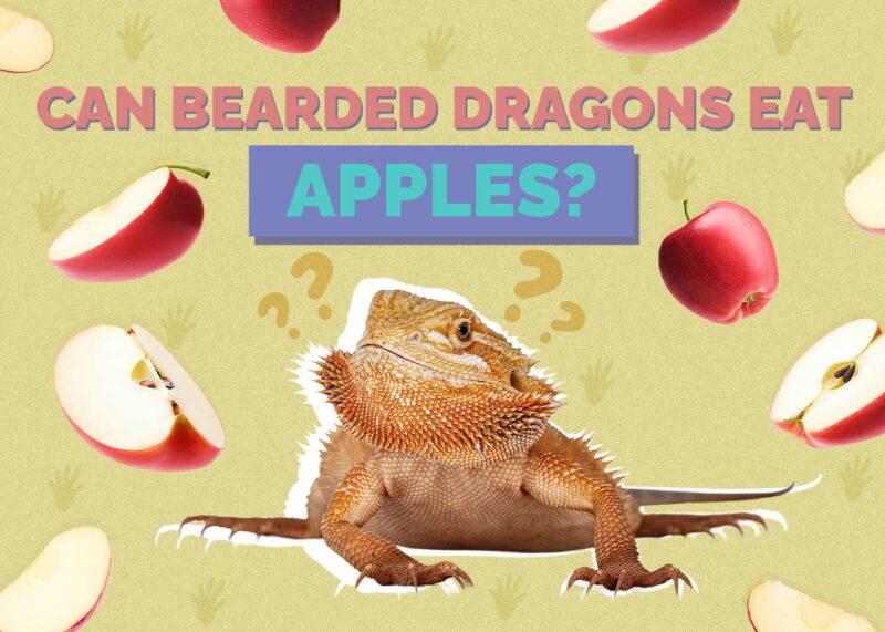 Hepper_Can Bearded Dragons Eat_Apples