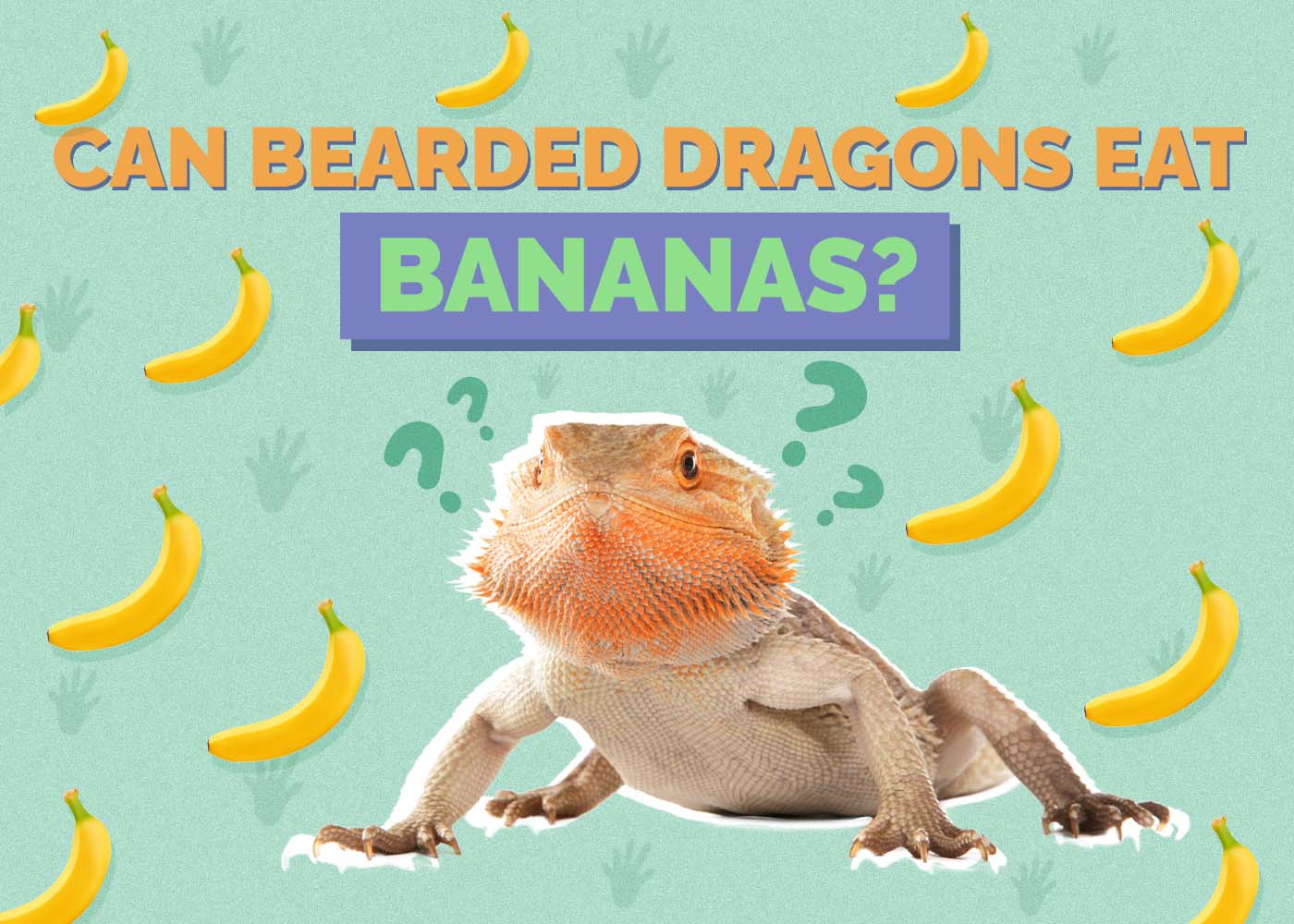 Hepper_Can Bearded Dragons Eat_Bananas
