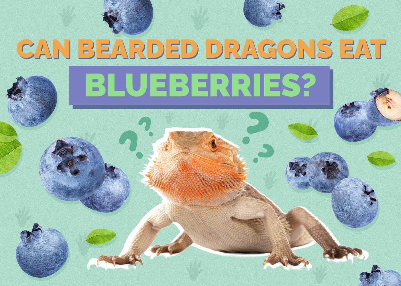 Hepper_Can Bearded Dragons Eat_Blueberries