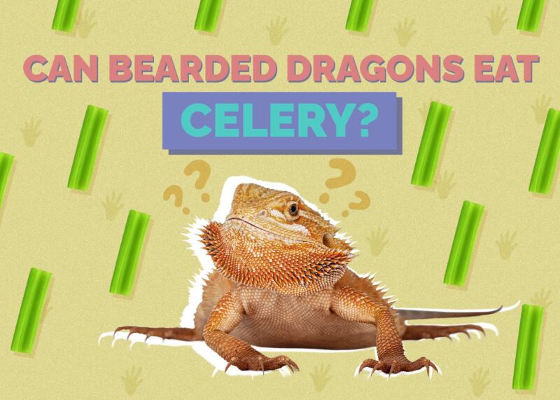 Hepper_Can Bearded Dragons Eat_Celery