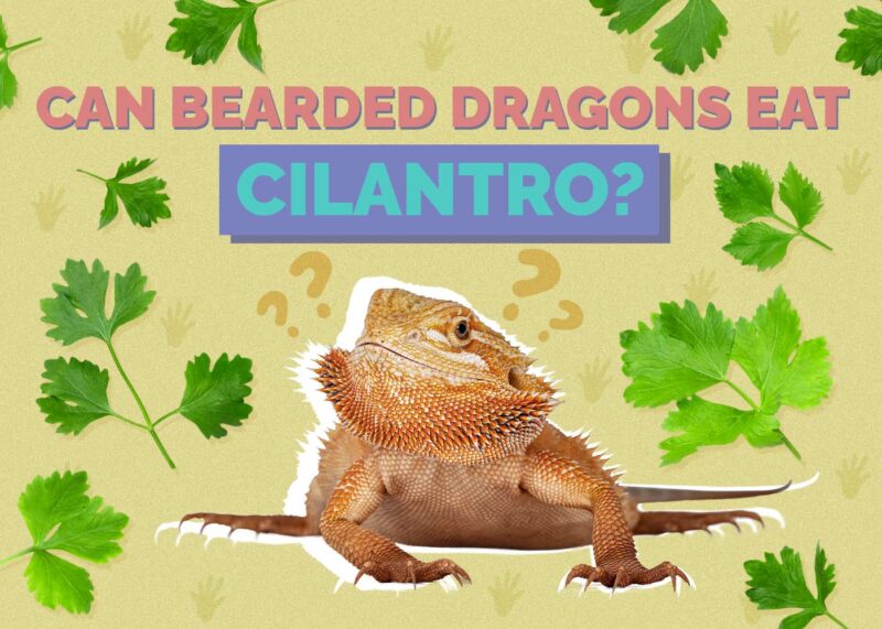 Hepper_Can Bearded Dragons Eat_Cilantro
