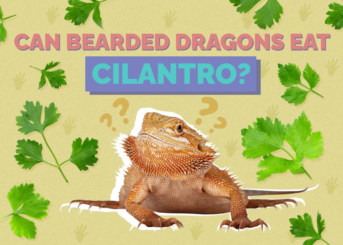 Hepper_Can Bearded Dragons Eat_Cilantro