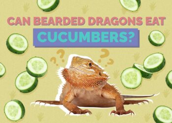 Can Bearded Dragons Eat Cucumbers? Vet-Verified Benefits & Dangers