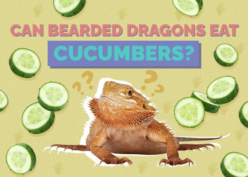 Hepper_Can Bearded Dragons Eat_Cucumber