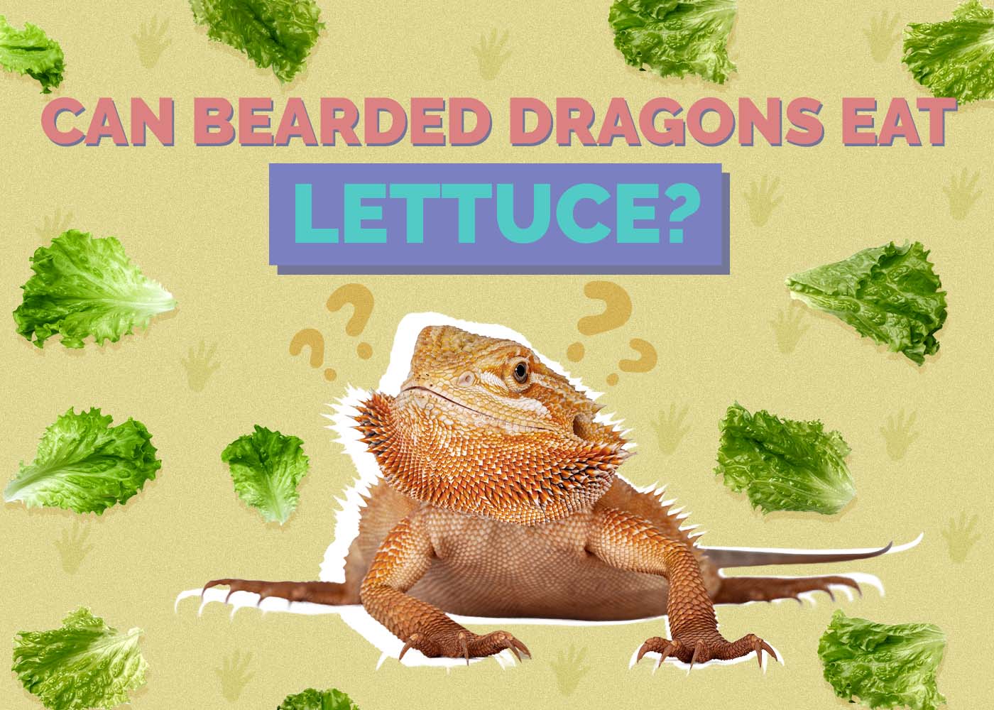Hepper_Can Bearded Dragons Eat_Lettuce