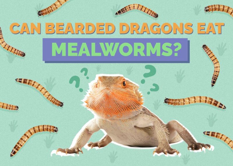 Hepper_Can Bearded Dragons Eat_Mealworms
