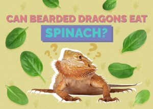 Can Bearded Dragons Eat Spinach? Vet Reviewed Facts & FAQ Hepper Pet