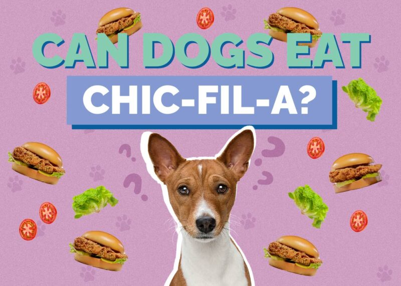 Hepper_Can Dogs Eat_Chick-Fil-A