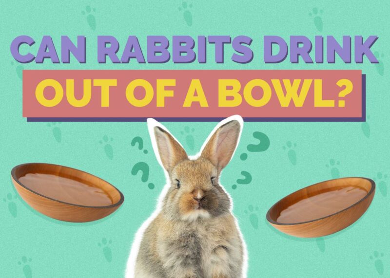 Hepper_Can Rabbits Drink_Out of a Bowl