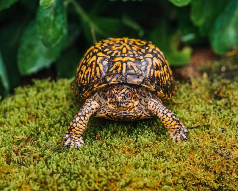 Indiana eastern box turtle in a garden