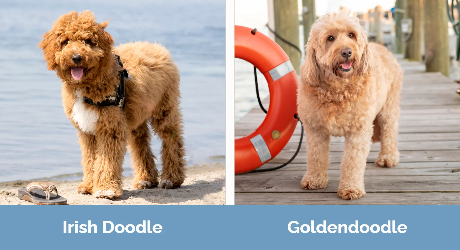 Irish Doodle vs Goldendoodle - Visual Differences