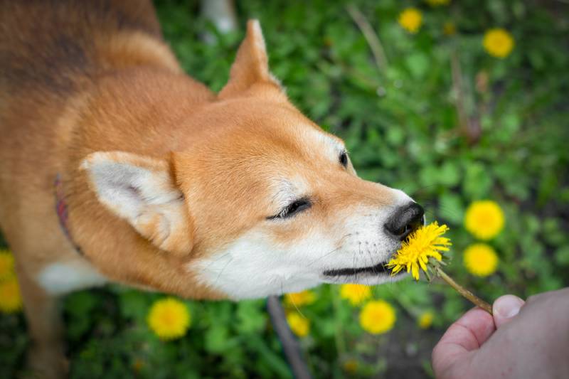 Japanese Shiba Inu dog sniffs a dandelion and tries to eat it
