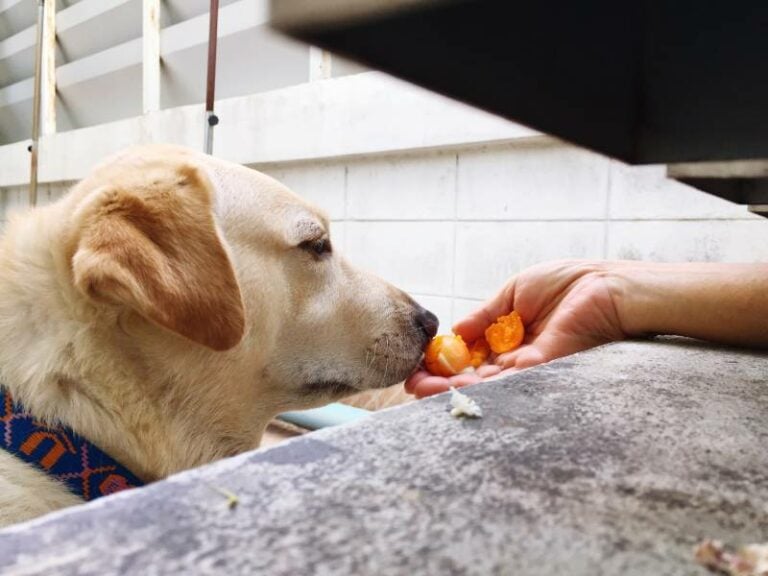 Stunning Egg Intolerance In Dogs Treatment image