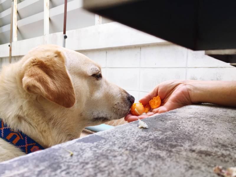 Labrador dog eats egg