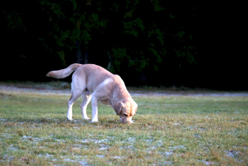 Labrador retriever sniffing the grass