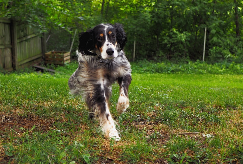 Llewellin setter dog running