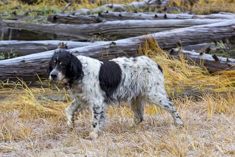 Llewellin setter dog walking
