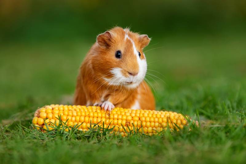 Lovely guinea pig with a corncob in summer