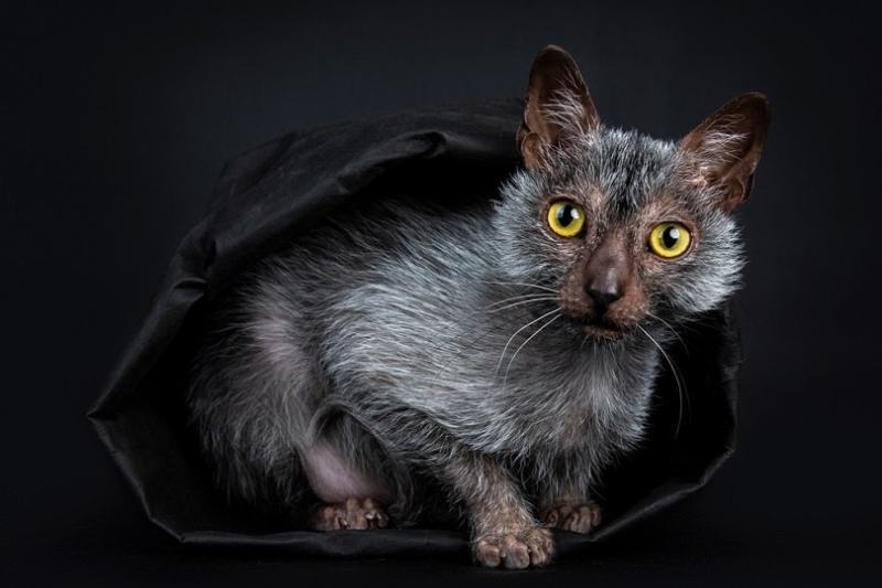 Lykoi werewolf cat inside a blanket