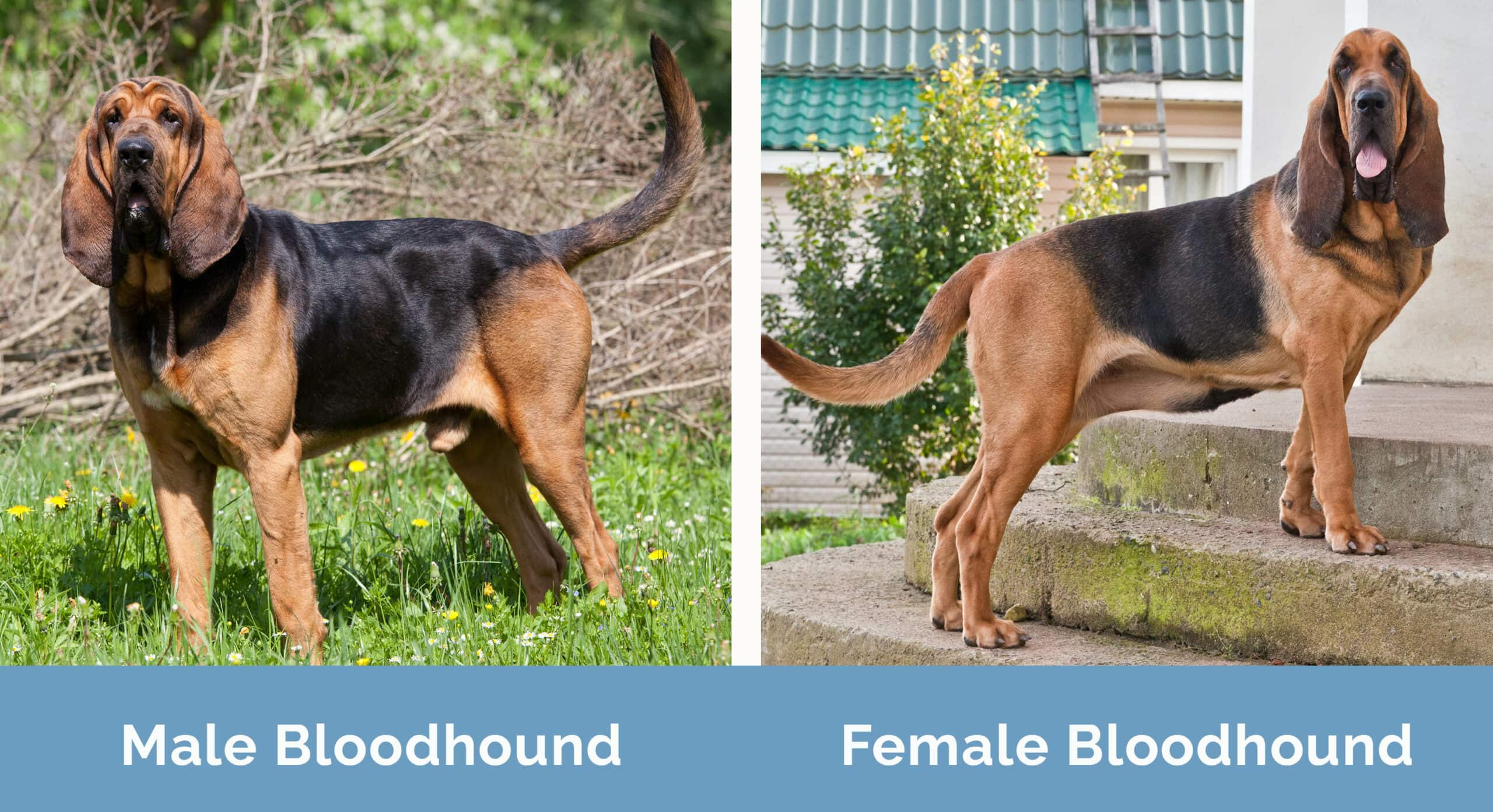 Male Bloodhound vs Female Bloodhound side by side