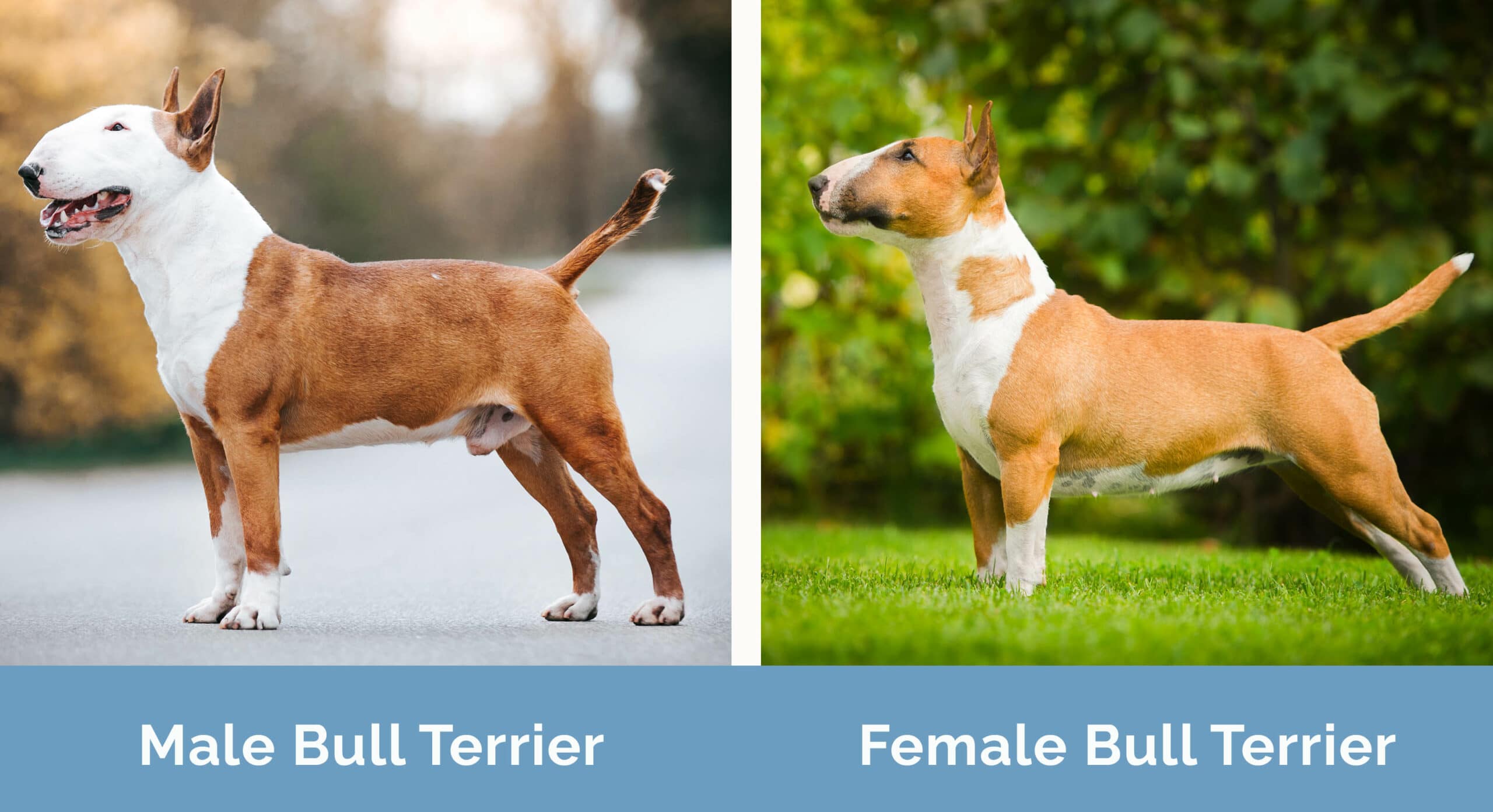 Male vs Female Bull Terrier side by side