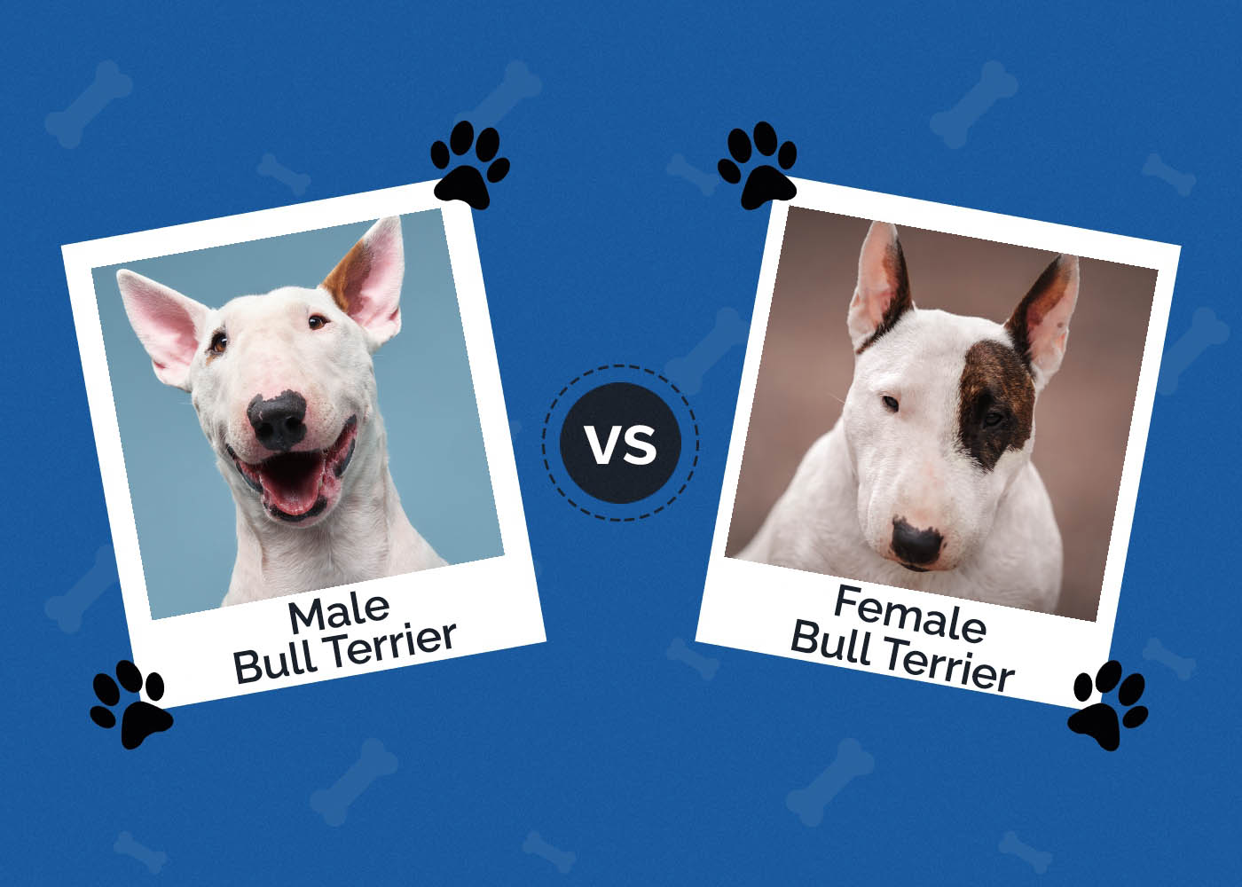 Male vs Female Bull Terrier