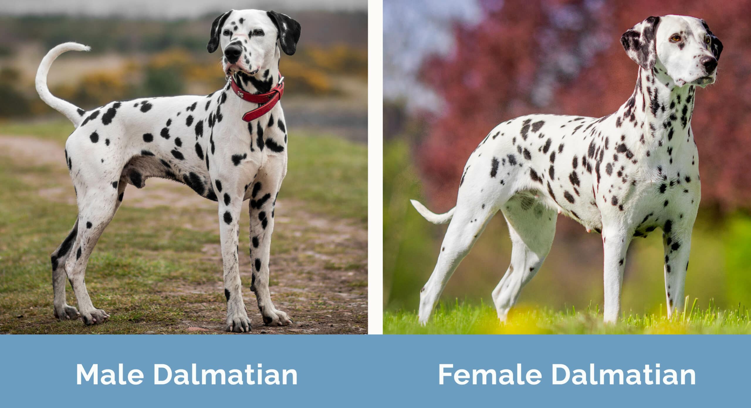Male vs Female Dalmatian side by side