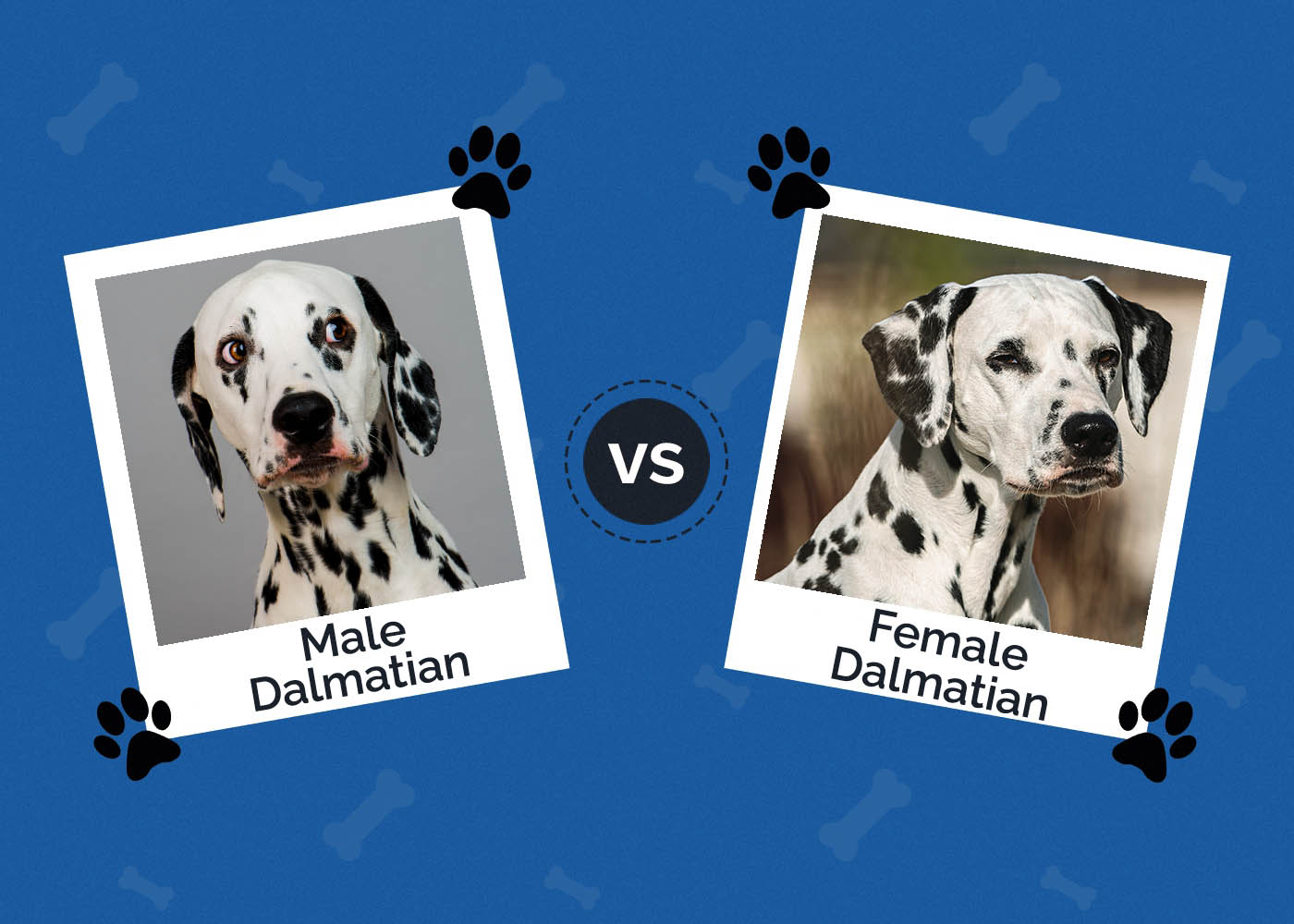 Male vs Female Dalmatian