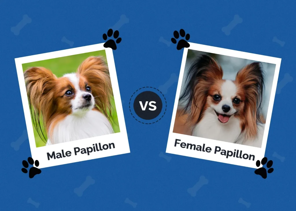 Male vs Female Papillon - Featured Image