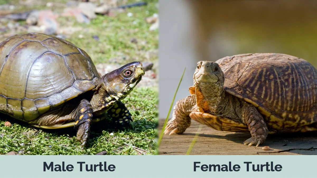 Male vs Female Turtle - Visual Differences
