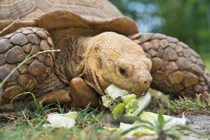 Marginated Tortoise eating vegetables