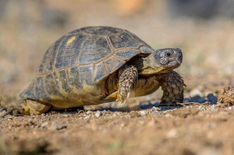 Marginated Tortoise: Pictures, Facts, Diet & Care Guide | Hepper Pet ...