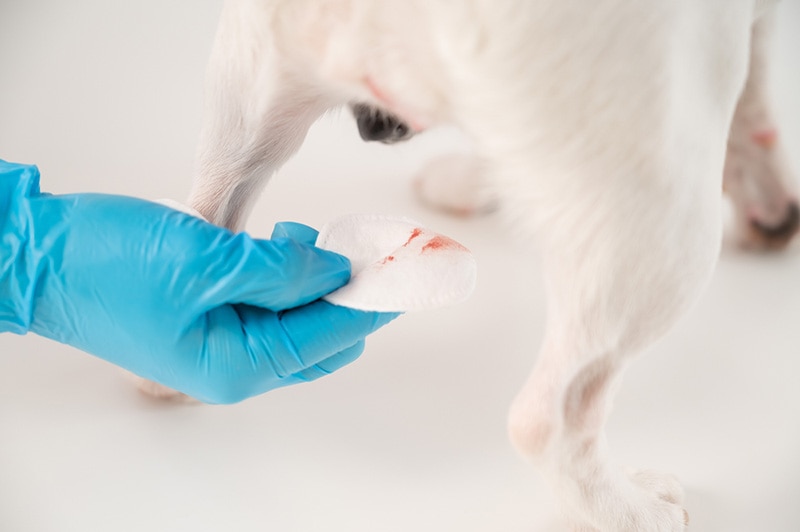 Menstruation in a dog
