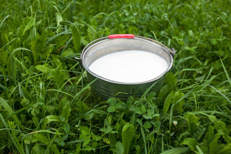 Metal bucket with fresh foaming milk on the green grass