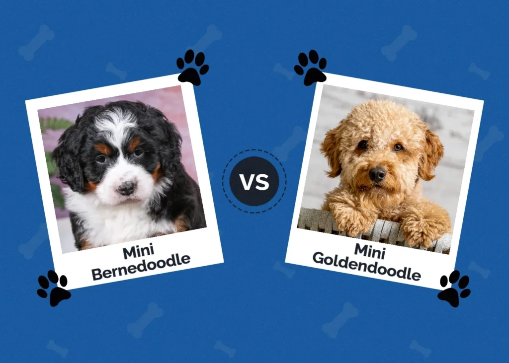 Mini Bernedoodle vs Mini Goldendoodle - Featured Image