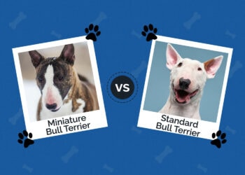 Miniature vs Standard Bull Terrier: Key Differences (With Pictures