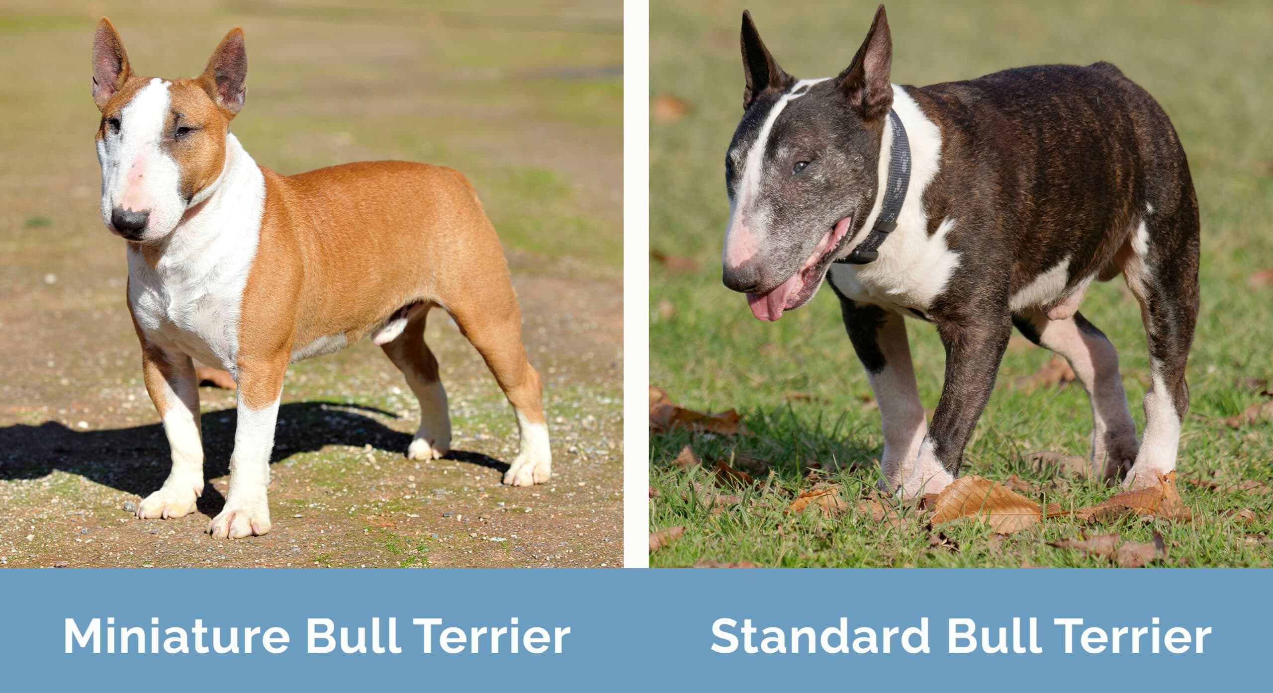 Miniature Bull Terrier vs Standard Bull Terrier side by side