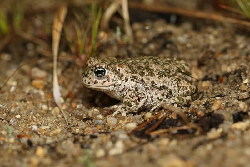 Natterjack Toad