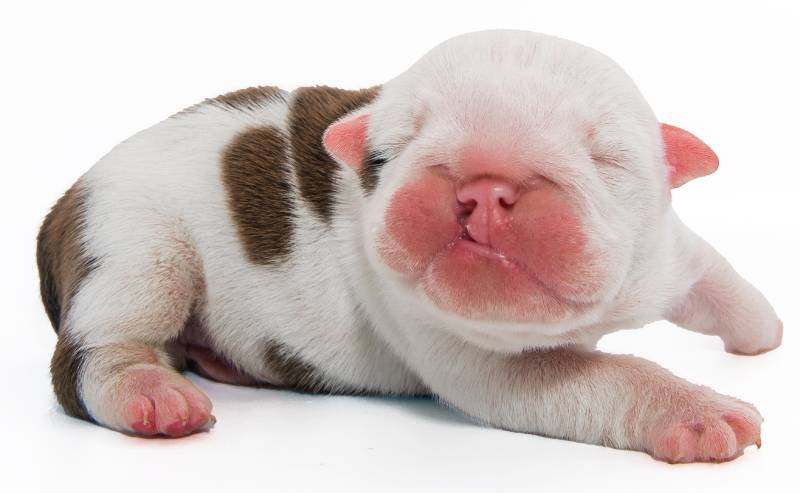 Newborn Puppy Dog Bulldog White and Brown with Spots Cleft Lip Palate