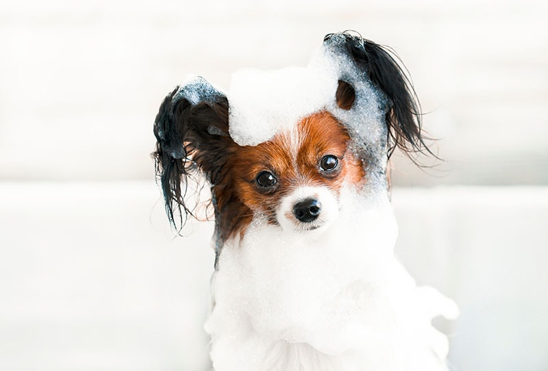 Papillon taking a bath