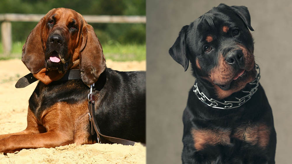 Parent Breeds of Bloodhound Rottweiler Mix