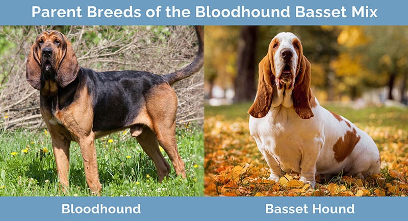 Parent Breeds of the Bloodhound Basset Mix