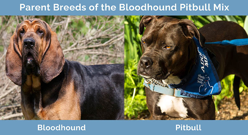 Parent Breeds of the Bloodhound Pitbull Mix
