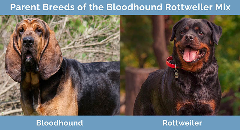 Parent Breeds of the Bloodhound Rottweiler Mix