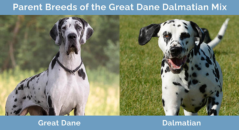 Parent Breeds of the Great Dane Dalmatian Mix