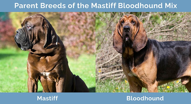 Parent Breeds of the Mastiff Bloodhound Mix