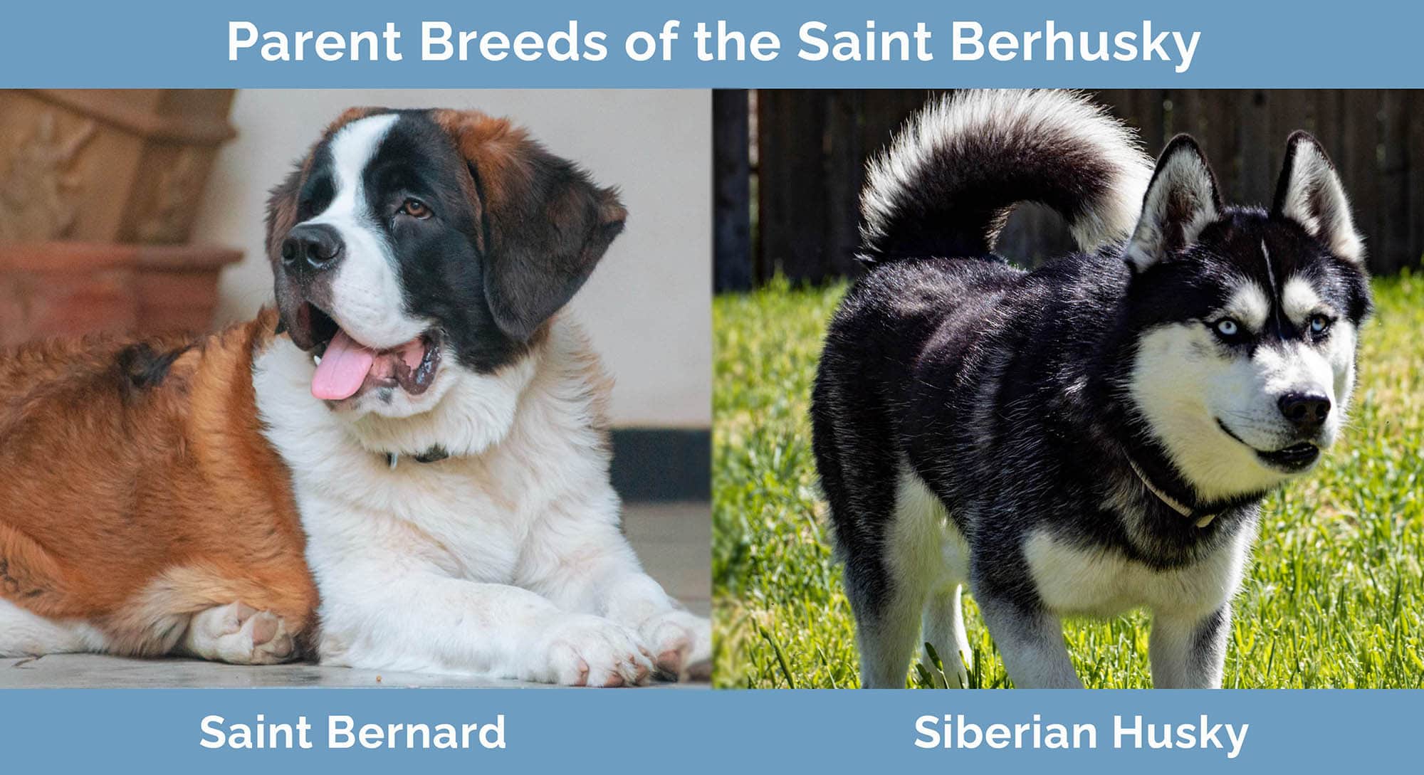 Parent Breeds of the Saint Berhusky