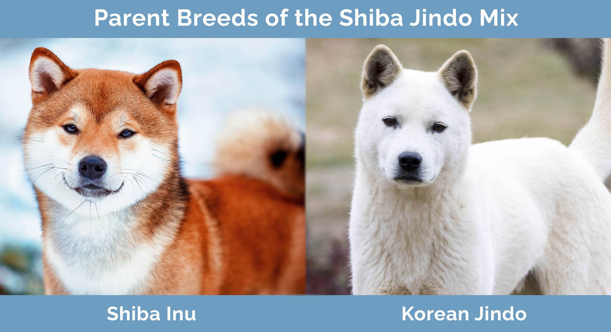 Parent Breeds of the Shiba Jindo Mix