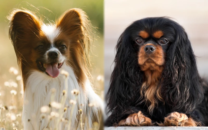 Parent breeds of Cava-lon
